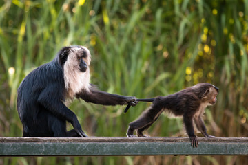 Lion-tailed macaque with baby