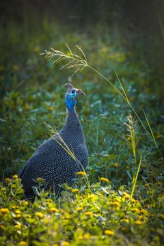 Helmeted guineafowl (Numida meleagris), seeking forage in tall grass, Etosha National Park, Namibia, Africa