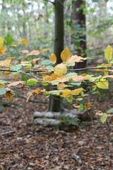 autumn leaves in the park