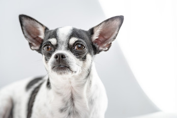 Chihuahua auf einem Hocker, hell ausgeleuchtetes Hundeportrait