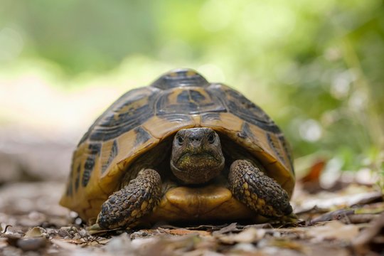 Hermann's tortoise (Testudo hermanni) on forest soil, Albania, Europe