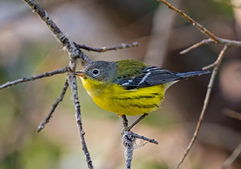 Magnolia Warbler in Fall plumage