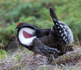 Dusky Grouse - male displaying