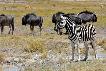 Fototapeta na wymiar Zebra vor Gnuherde im Etosha Nationalpark Namibia