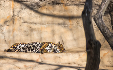 leopard resting on the stones in the cave