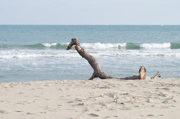 Bois sur la plage
