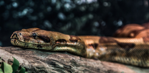 snake on wood in forest