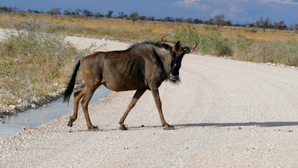 Gnu beim überqueren der Strasse im Etosha National Park Namibia