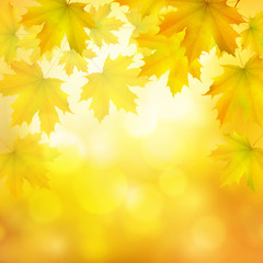 Natural yellow orange square background with maple leaves snd tree branches, vector autumn; background