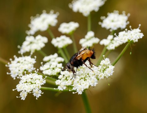 Tachina fera (Tachina fera) on umbelliferous blossom, Germany, Europe