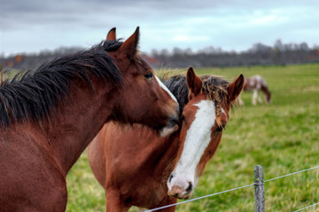 Close up of 2 horses playing with each other by butting heads and biting on a dim autumn day on a farm with vibrant green grass.