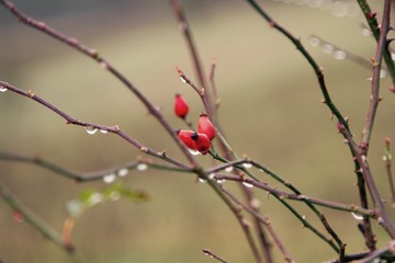 Winter berries in the rain 