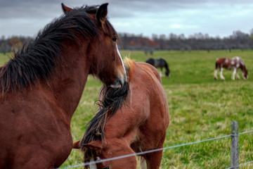 Close up of 2 horses playing with each other by butting heads and biting on a dim autumn day on a farm with vibrant green grass.