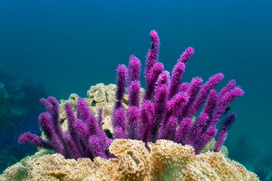 Red sea whip (Ellisella sp.), framed by leathery corals (Alcyoniidae), Daymaniyat Islands Nature Reserve, Khawr Suwasi, Al-Batina Province, Indian Ocean, Sultanate of Oman
