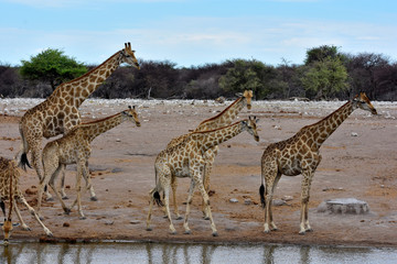 Giraffen beim trinkaen am Wasserloch im Etosha National Park Namibia