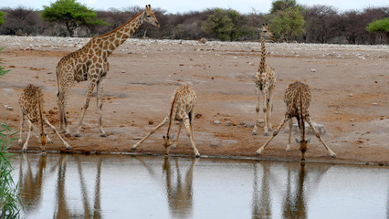 Giraffen beim trinkaen am Wasserloch im Etosha National Park Namibia