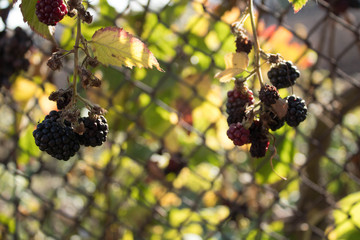 branch of blackberry mature  