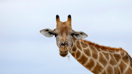 Naklejka premium Giraffe fressend im Etosha National Park Namibia
