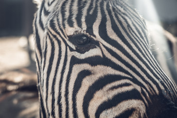 closeup of a zebra head