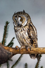 owl on branch 