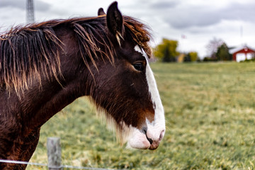 A Clydesdale horse portrait from the side. The horses primary colour is dark brown and its thick mane covers its head and chin.