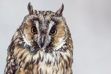 owl