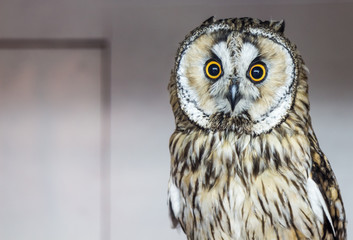 owl