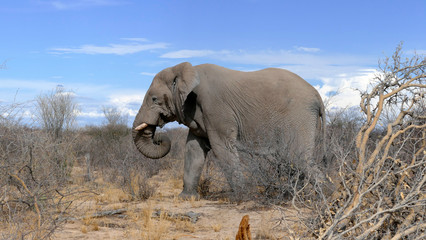 Obraz na płótnie Canvas Elefant im Etosha National Park Namibia