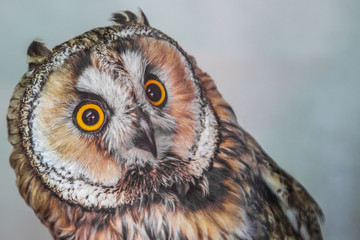 owl