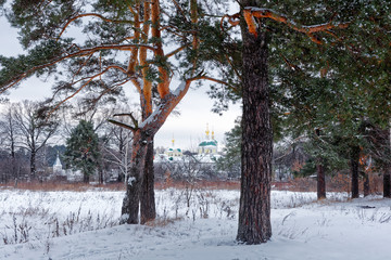 Pine forest, winter