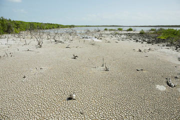 Mangrove and rocks on tropical beach of Cayo las Brujas on caribbean island Cuba