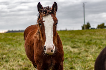 A brown Clydesdale horse standing in a field on an overcast autumn day standing looking straight head on at the camera.
