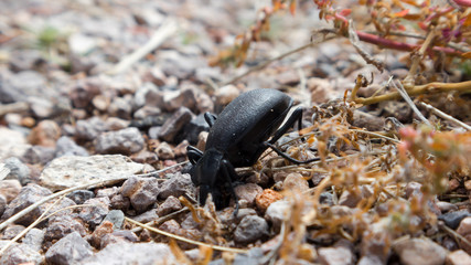 Desert stink beetle