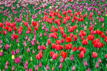 Rocks, bushes and fog in autumn Crimea mountains. Beautiful landscape.