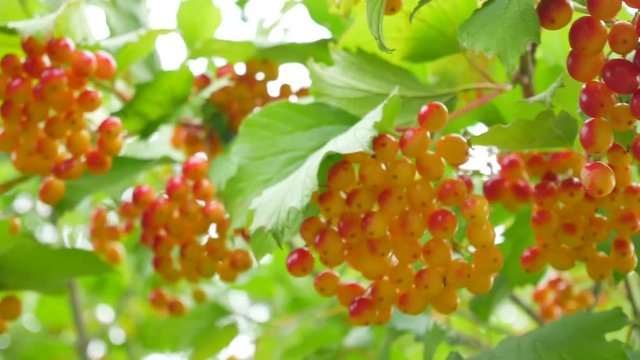Bunches of red viburnum opulus berries on a branch with its leaves outdoor