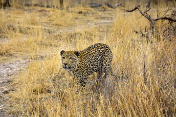Leopard im Gras Namibia
