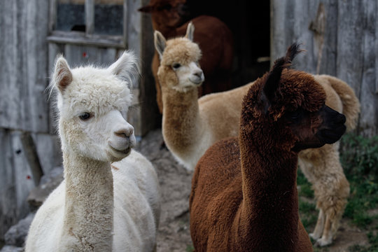 portrait of llamas close up in switzerland	
