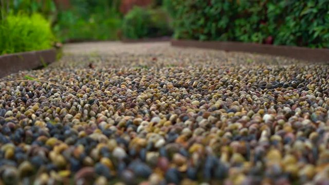 slowmotion shot of a reflexological path in a tropical park