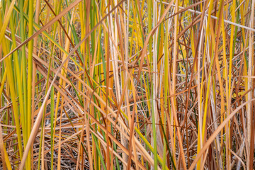 Obraz premium lake reeds background