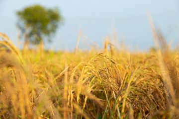 Field of Paddy in the early morning, paddy streak isolated. Soft selectively focused.