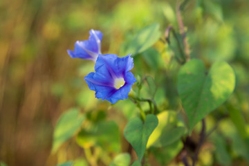 Morning glory in the wilderness, soft selectively focused.