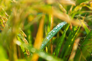 Fresh dew on the paddy leaf