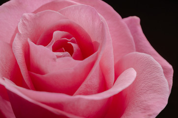 Pink rose on a black background. Macro shot.