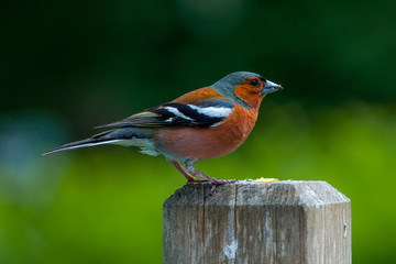 Chaffinch - profile