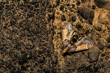 Meal Moth (Pyralis farinalis)