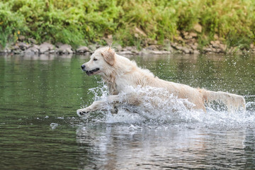 Golden Retriever