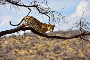 Fototapeta na wymiar Leopard auf Baum Namibia