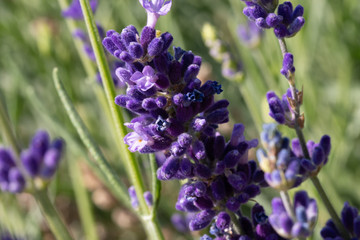 Closeup of lavender