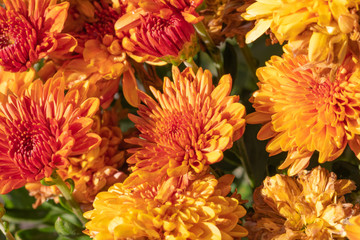 bouquet of orange flowers 