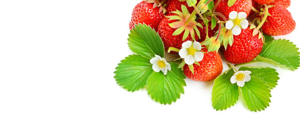 Strawberries isolated on white background. Free space for text. Wide photo .